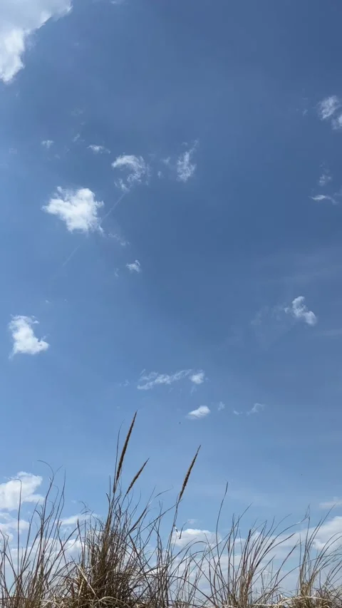 Beach Grass and Blue Sky on a Breezy Coastal Day, Vertical Video Stock Footage 305605539