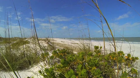 BEACH, GRASS AND PLANTS IN FOREGROUND Stock Footage 37154157