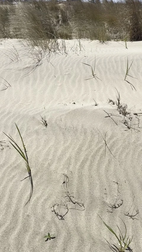 Beach Grass and Sand Pattern, Nature Background Vertical Video Stock Footage 307451416
