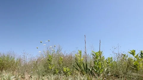 Beach grass and weeds Rhode Island Stock Footage 114191107