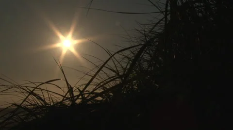 Beach Grass Blowing and Sun Shining Video stock 40726011