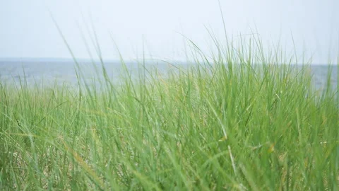 Beach grass blowing in the breeze, 4k, slow-mo Stock Footage 243838827