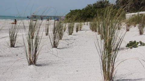 Beach grass blowing in the breeze Stock Footage 108409757