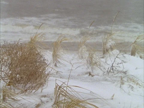 Beach grass blowing in strong wind with snow, rough surf washing up behind. Stock Footage 86750387