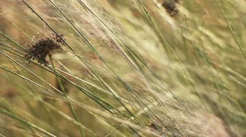 Beach grass blowing in wind Stock Footage 958062