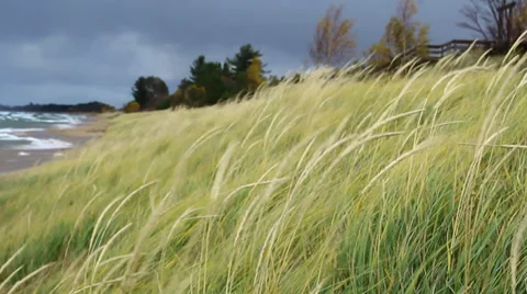 Beach grass blowing in the wind Stock-Footage 37228498