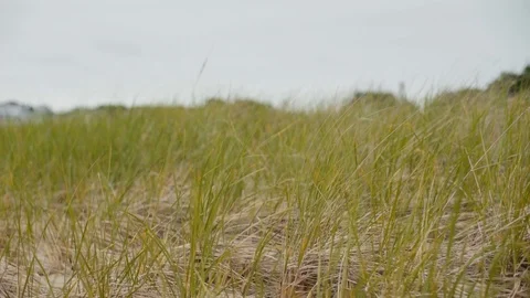Beach grass blowing in the wind Stock Footage 90632259