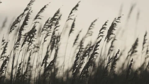 Beach Grass Blowing in the Wind Stock Footage 184212476