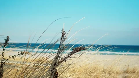 Beach grass blowing in the wind Video stock 232543223