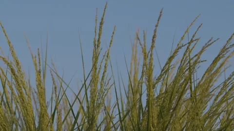 Beach Grass Blowing in Wind 動画素材 251806567
