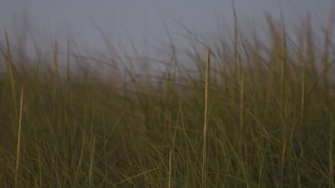 Beach Grass Blowing in Wind 動画素材 251806570