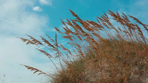 Beach grass blowing in the wind Stock Footage 276609706