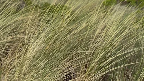 Beach Grass Blowing In The Wind Video stock 279766136