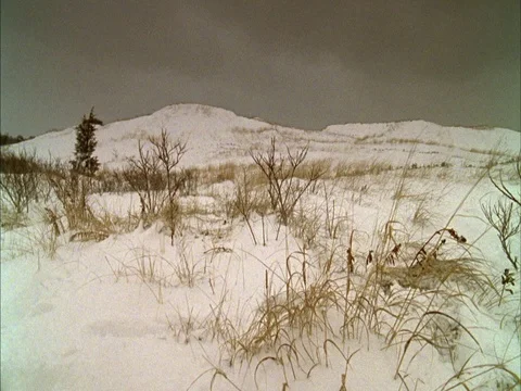 Beach grass blowing in wind with snow Stock Footage 86750408