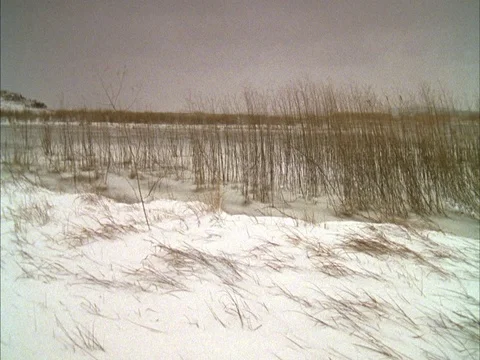 Beach grass blowing in wind with snow Stock Footage 86750411