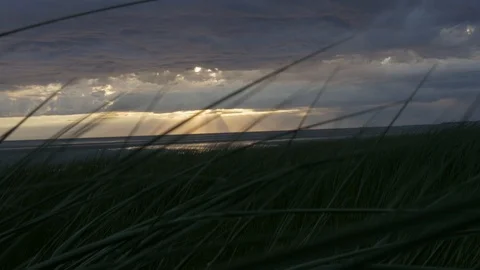 Beach Grass Blowing in the Wind at Sunset 4K Stock Footage 109374954
