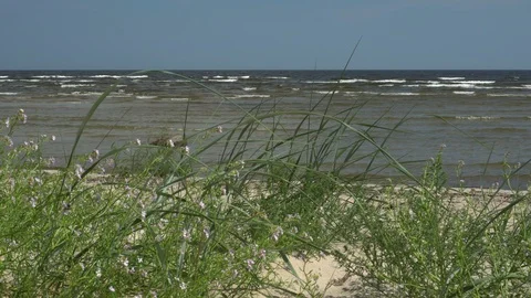 Beach grass blows on sand dunes Stock Footage 92615969
