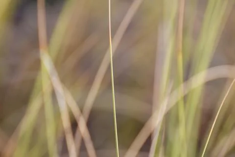 Beach Grass Blur Stock Photos