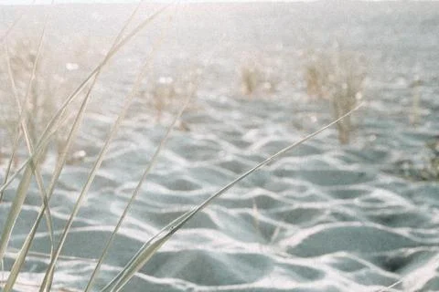 Beach grass close up Stock Photos