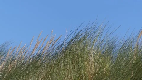Beach grass in close view in summer - blue sky in the background Stock Footage 138662537