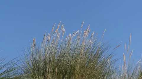 Beach grass in close view in summer - blue sky in the background Stock Footage 138674794