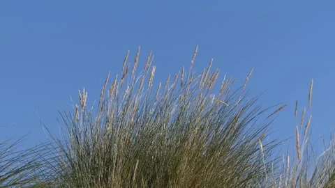 Beach grass in close view in summer - blue sky in the background Stock Footage 138674801