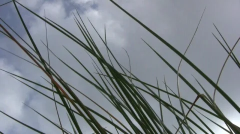 Beach grass cloudy sky Video stock 705386