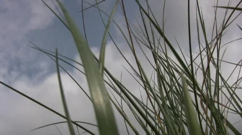 Beach grass cloudy sky Video stock 705389