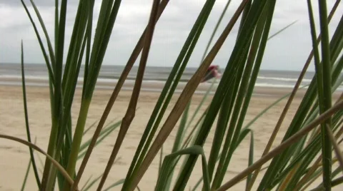 Beach grass cloudy sky kite Video stock 705395