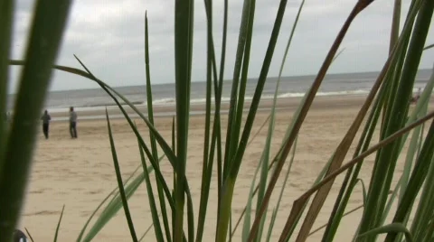 Beach grass cloudy sky kites Video stock 705393