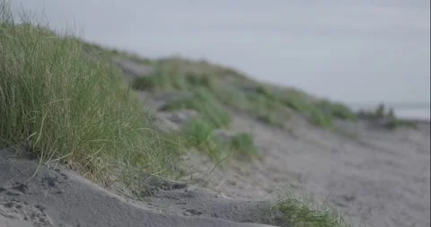 Beach Grass Dunes - Pan Right To Sea Stock Footage 264118326