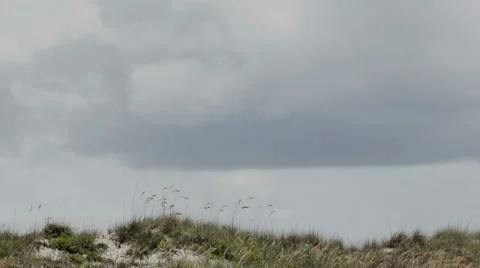 Beach Grass Flowing in the Wind 1 動画素材 35338401