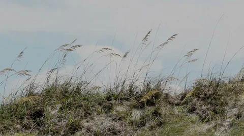 Beach Grass Flowing in the Wind 2 動画素材 35338025