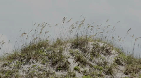 Beach Grass Flowing in the Wind 3 動画素材 35337978