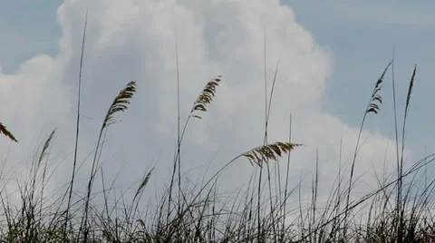 Beach Grass Flowing in the Wind (closeup) 動画素材 35337843