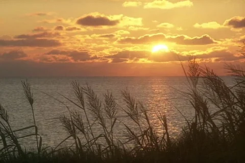 Beach Grass Stock Footage 334829