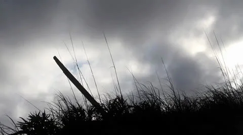Beach Grass Video stock 25732544