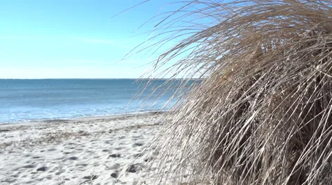 Beach grass Stock Footage 33252742