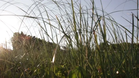 Beach Grass Stock Footage 45141977