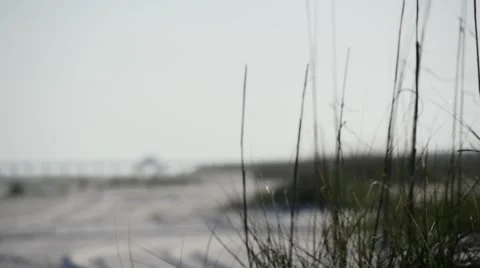 Beach Grass Stock-Footage 51262602