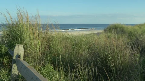 Beach Grass Stock Footage 66542081