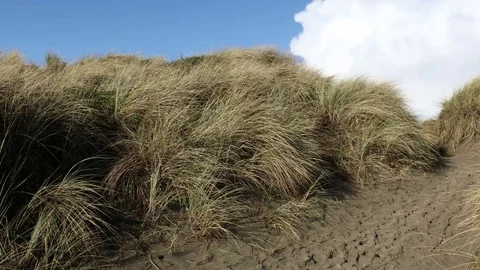 Beach Grass Stock Footage 70626715