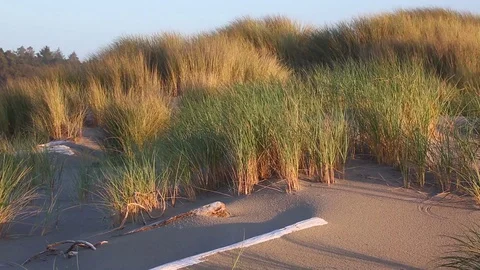 Beach Grass Stock Footage 129704565