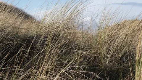 Beach Grass Vidéo 264875269