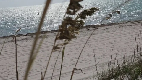 Beach Grass Foreground with Ocean Background Video stock 83979724