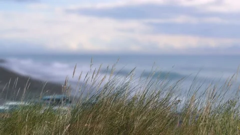 Beach grass in foreground - ocean, beach, cars, cloudy sky in background Stock Footage 138725037