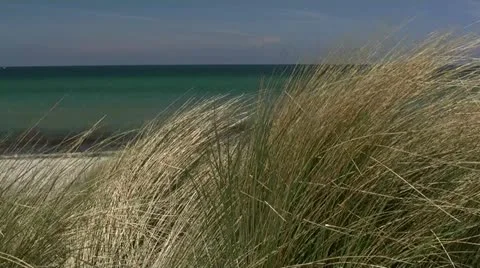 Beach Grass in front of Turquoise Water - Baltic Sea, Northern Germany Видео 12571891