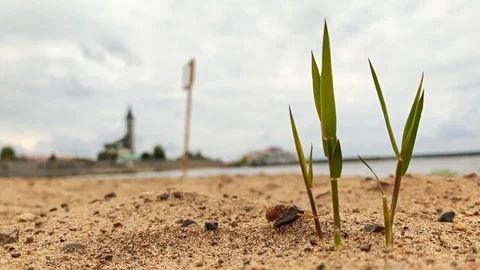  Beach with grass growing on sand dune. Sunny and windy day. Lit by the sun Видео 116806924