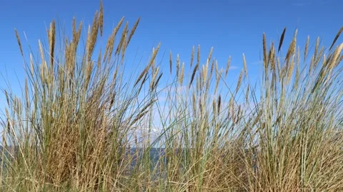 Beach grass growing in the sand Stock Footage 211811102