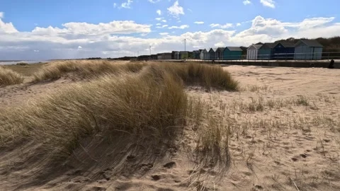 Beach grass growing on a sunlit sandy beach with blue sky and white clouds Vidéo 240285930